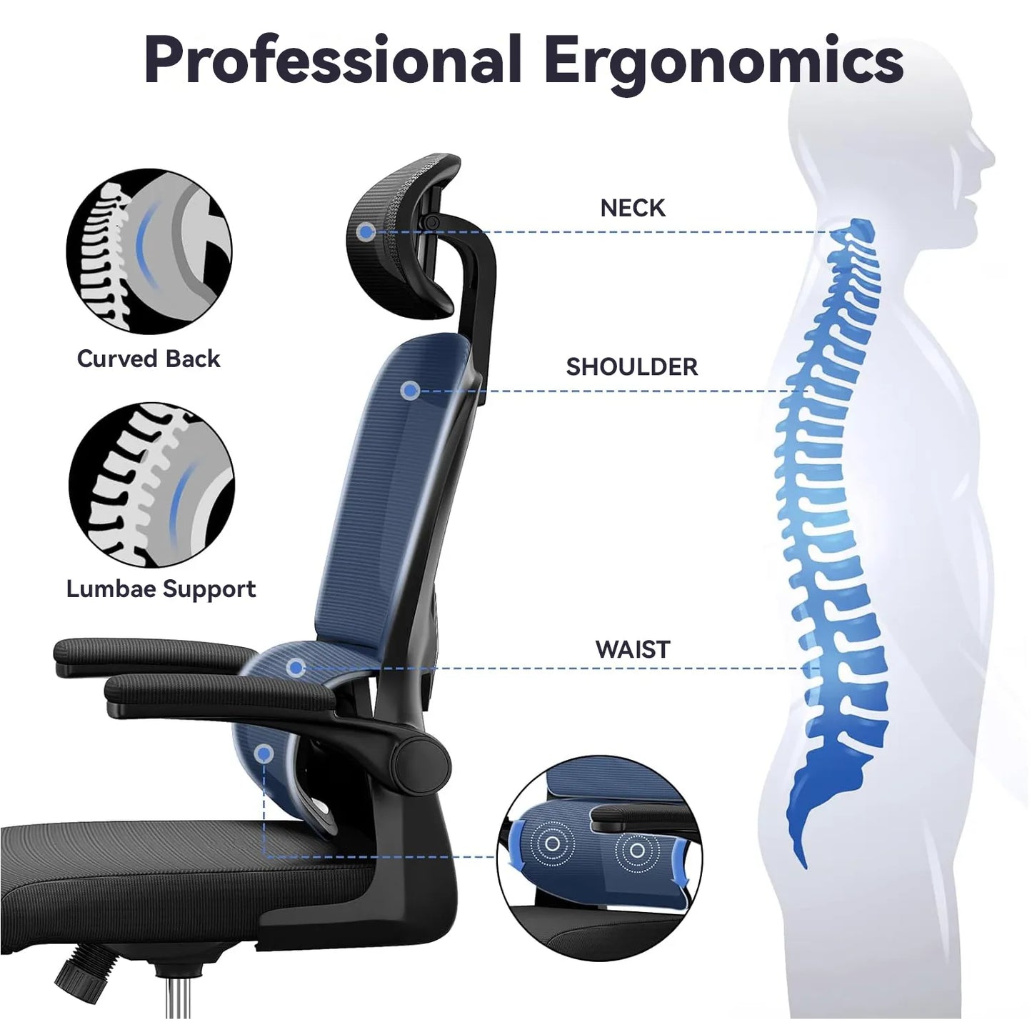 Ocanvas Ergonomic Office Chair with highlighted features and a human silhouette showing spine alignment.